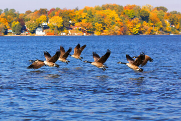 Flying geese over lake