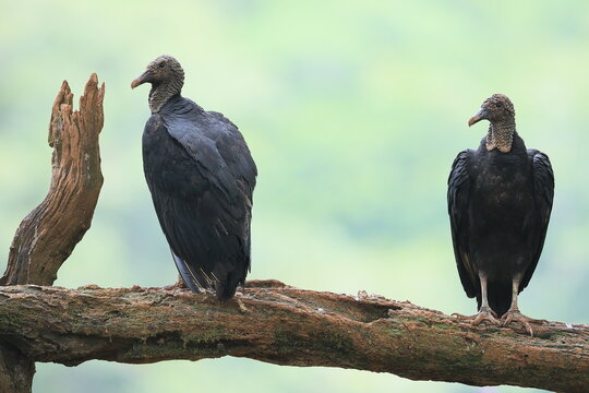 Black vulture (Coragyps atratus), Costa Rica