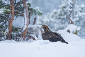 Golden Eagle (Aquila chrysaetos)
