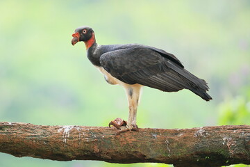 King Vulture (Sarcoramphus papa)