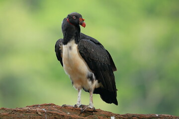 King Vulture (Sarcoramphus papa)