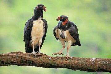 King Vulture (Sarcoramphus papa)