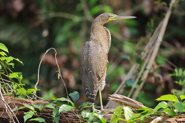 Rufescent tiger-heron, Tigrisoma lineatum, Costa Rica