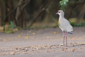 Southern lapwing, Vanellus chilensis, Costa Rica