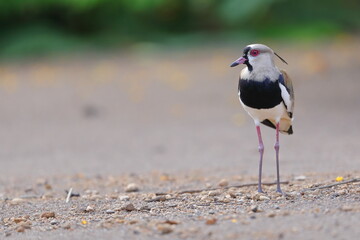 Southern lapwing, Vanellus chilensis, Costa Rica