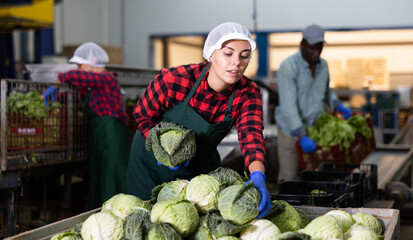 Young woman farmer working at a vegetable depot carefully inspects cabbage from crates