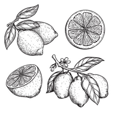Hand drawn sketch style lemons set. Whole and sliced citrus fruit. Best for package and menu designs. Vector illustrations.