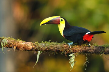 Keel-billed toucan, Ramphastos sulfuratus, Costa Rica