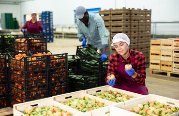 Young farmer woman working at a vegetable depot inspects freshly picked tomatoes, putting them in a...