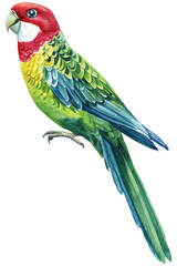 Watercolor parrot on isolated white background. Bird illustration. Hand drawing, tropical birds