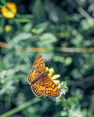 Melitaea athalia