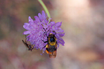 Escabiosa, viuda silvestre - Knautia arvensis