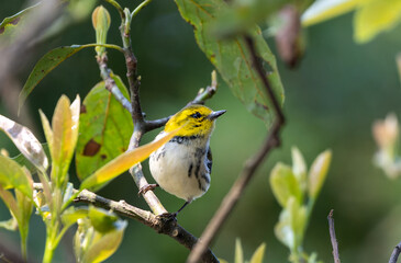 Bird on a branch