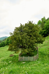 Oldest tree in Germany. The Balderschwang Yew is an ancient European yew in Bavaria