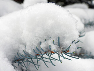 Crystal Snow on Blue Spruce
