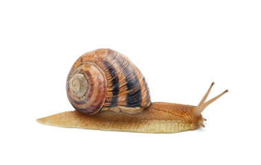 Edible roman snail (Helix pomatia, Burgundy or escargot) with brown striped shell isolated on white background	 