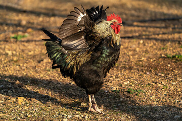 Colorful rooster crowing in his coop