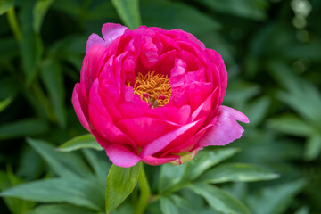 Fototapeta premium Paeonia Coral Fay plant growing in the garden. Paeonia officinalis