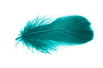 Green feather elegant natural isolated on the white background