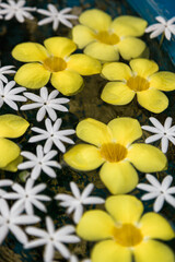 yellow frangipani flower