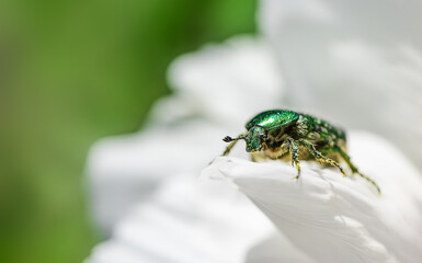 Cetonia aurata golden beetle on white peonies flower.