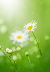 Spring or summer nature scene with blooming white daisies in sun flares.
