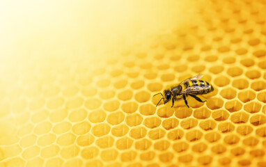 Macro photo of a bee hive on a honeycomb with copyspace. Beekeeping concept