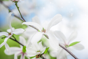 Naklejka na ściany i meble Blown beautiful magnolia flower on a tree with green leaves.