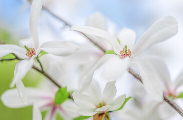 Obraz premium Yulan magnolia flowers are in bloom under the blue sky.
