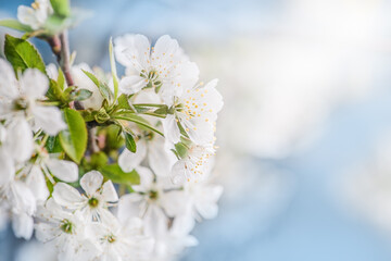 Close-up of white Apple blossoms flowers, on the background of blue sky