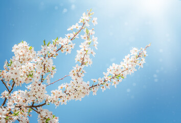 the branch of Apple blossoms, on the background of blue sky
