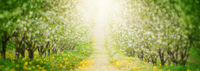 apple orchard with blooming apple trees. Apple garden in sunny spring day.