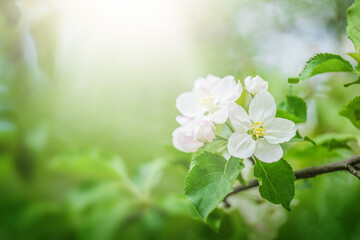 Close-up of white Apple blossoms flowers, on green nature background