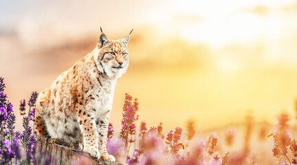 Eurasian Lynx on a fairy tale background of lavender flowers at sunset