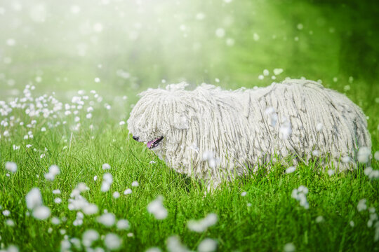 Cute Hungarian puli dog on green grass and white flowers n the Carpathian mountains, Ukraine, Europe.