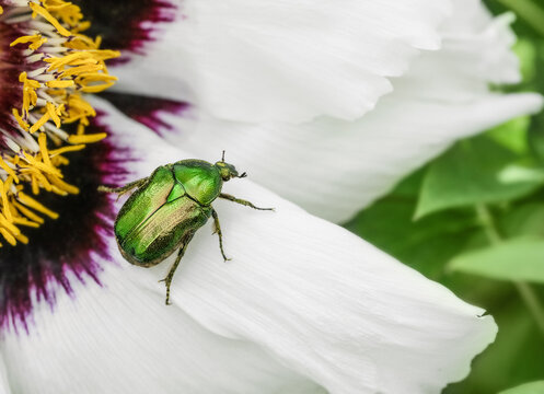 Cetonia aurata golden beetle on white peonies flower.