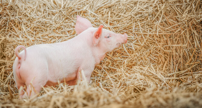 young piglet on hay at pig farm.