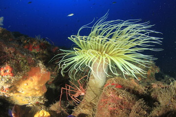 cylindrical anemone with yellow tentacles and a long tube, exposed to the sea current on the reef with the blue sea behind.
