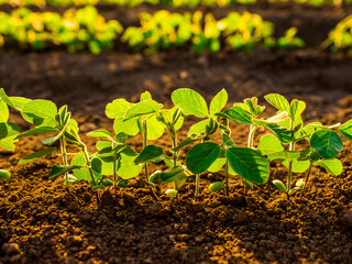 Detailed shot of green soybean plants with delicate leaves