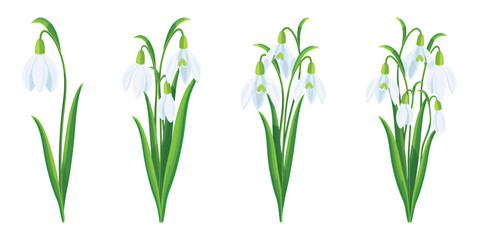 Fototapeta na wymiar Set of beautiful white snowdrops in cartoon style. Vector illustration of spring and summer flowers in large and small sizes with closed and open buds and green leaves isolated on white background.