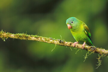 Fototapeta na wymiar Cobalt-winged parakeet (Brotogeris cyanoptera), Costa Rica