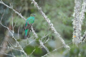 Crested quetza (Pharomachrus antisianus), Costa Rica
