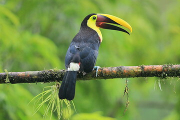 Yellow-Throated Toucan, Costa Rica