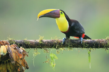 Yellow-Throated Toucan, Costa Rica