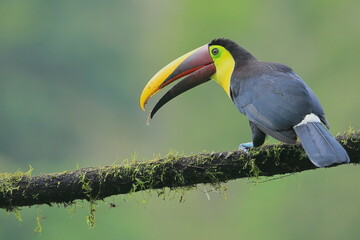 Yellow-Throated Toucan, Costa Rica