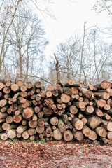 Winter Log trunks pile, the logging timber wood industry. forest pine and spruce trees.