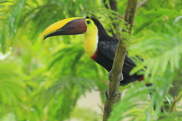 Yellow-Throated Toucan, Costa Rica