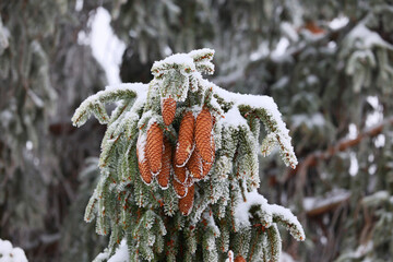 Zimowy widok śnieżny  i Drzewo iglaste z pięknymi szyszkami z ziarnem. Sosna - obrazy, fototapety, plakaty