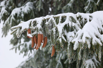 Zimowy widok śnieżny  i Drzewo iglaste z pięknymi szyszkami z ziarnem. Sosna © FotoDax