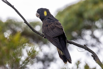 Yellow-tailed Black Cockatoo perched in tree © Ken Griffiths